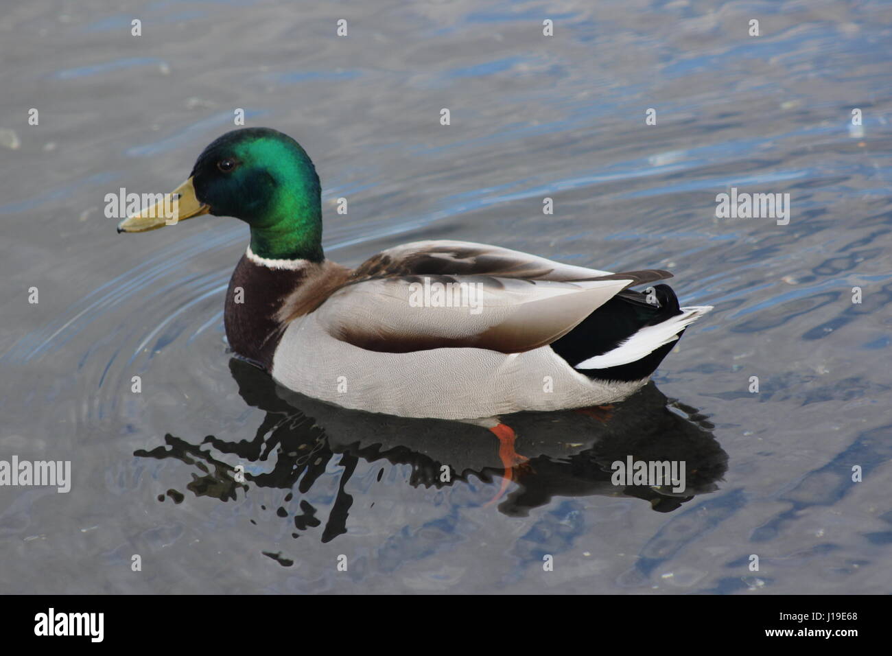 Green neck Duck Stock Photo - Alamy