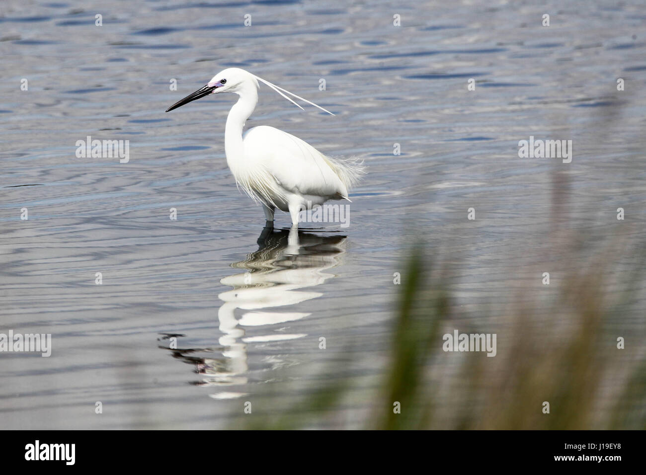 Little egret, Egretta garzetta in the lagoon of Mesologgi Greece. Stock Photo