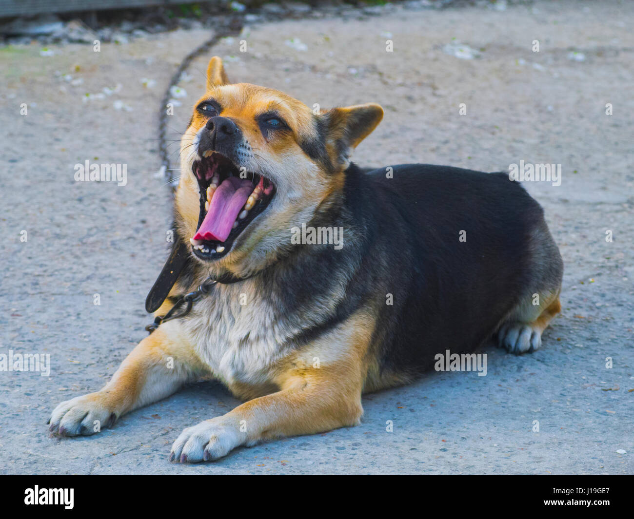 What Dog Breed Has The Biggest Teeth