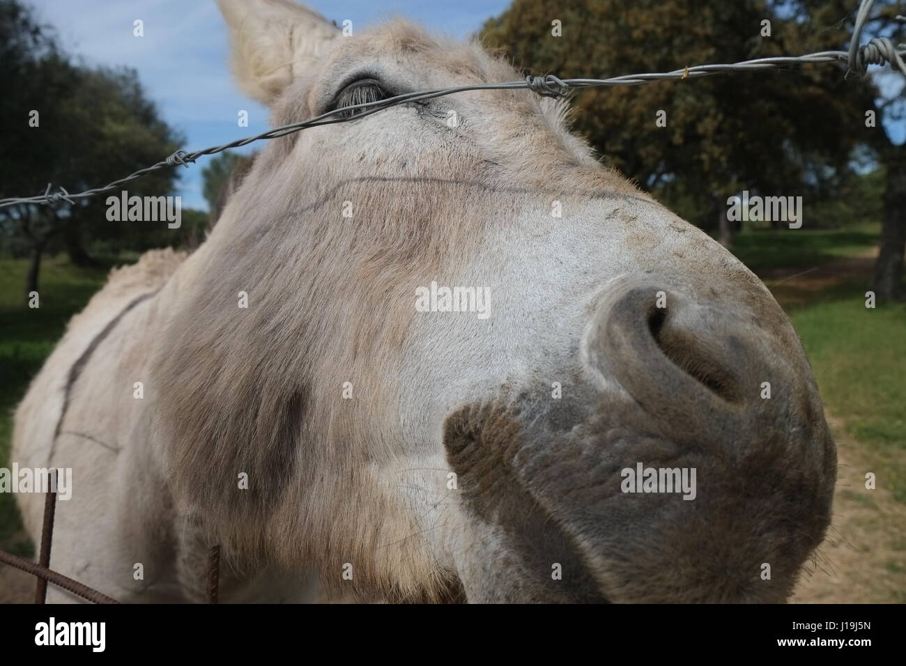 Gray donkey behind a wired fence in a farm field Stock Photo Alamy