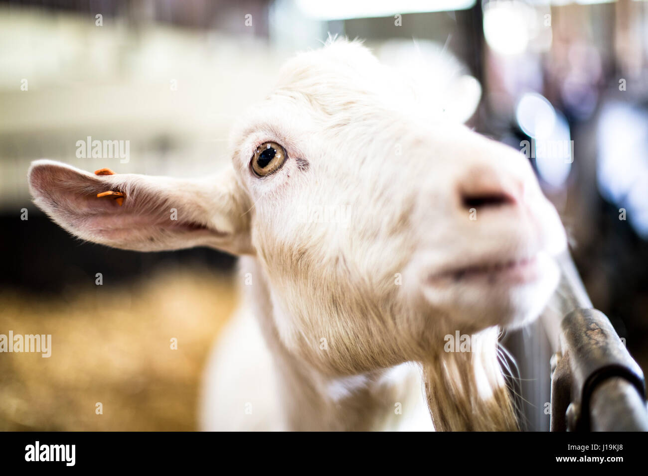 Close up photographs of goats. Stock Photo