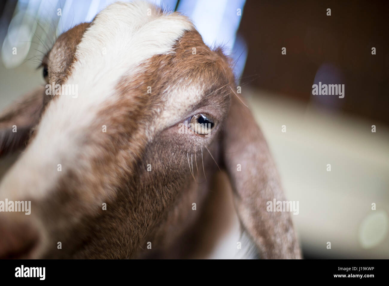 Close up photographs of goats. Stock Photo