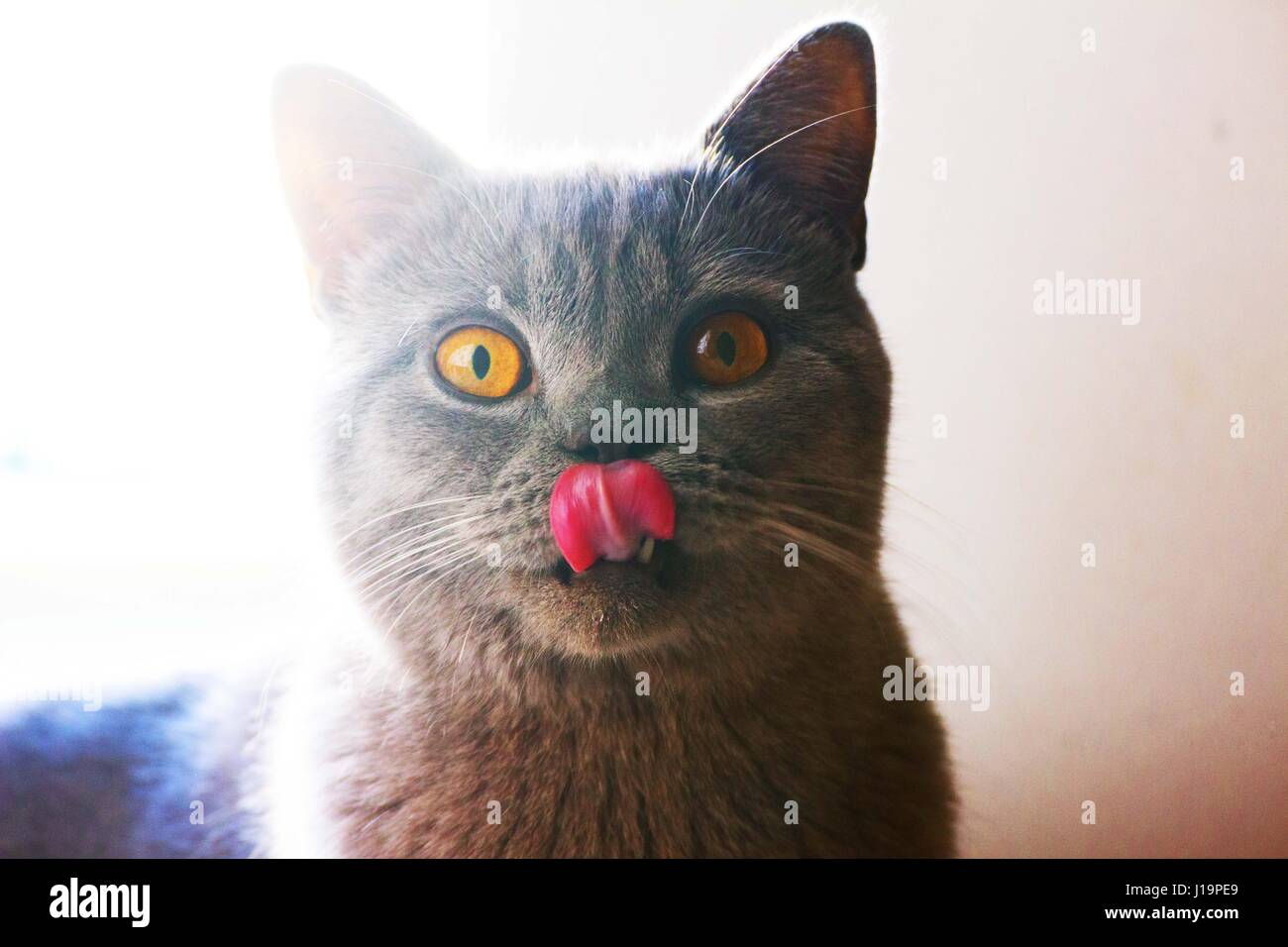 Surpresa Cat Stock Photo