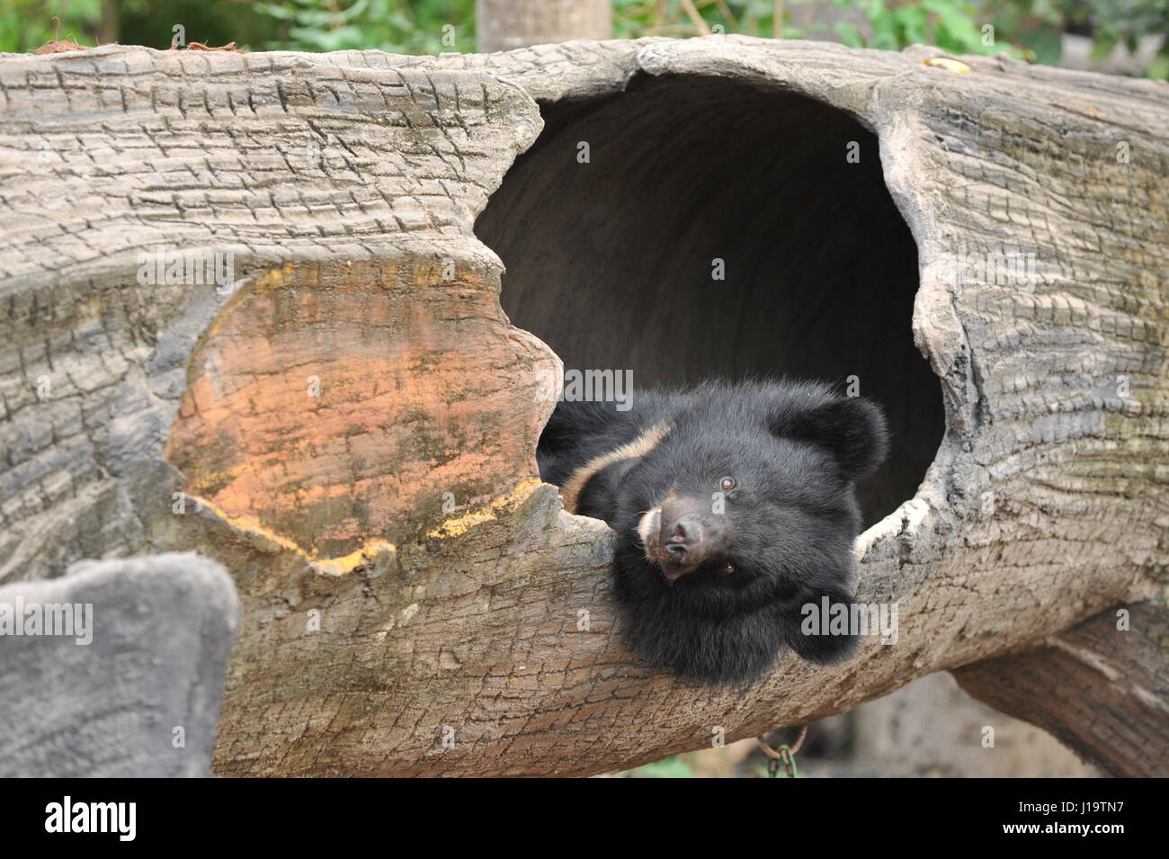 Moon Bear (Asiatic Black Bear), Phnom Tamao Wildlife Rescue Centre, Takeo Province, Cambodia, Indochina. credit: Kraig Lieb Stock Photo