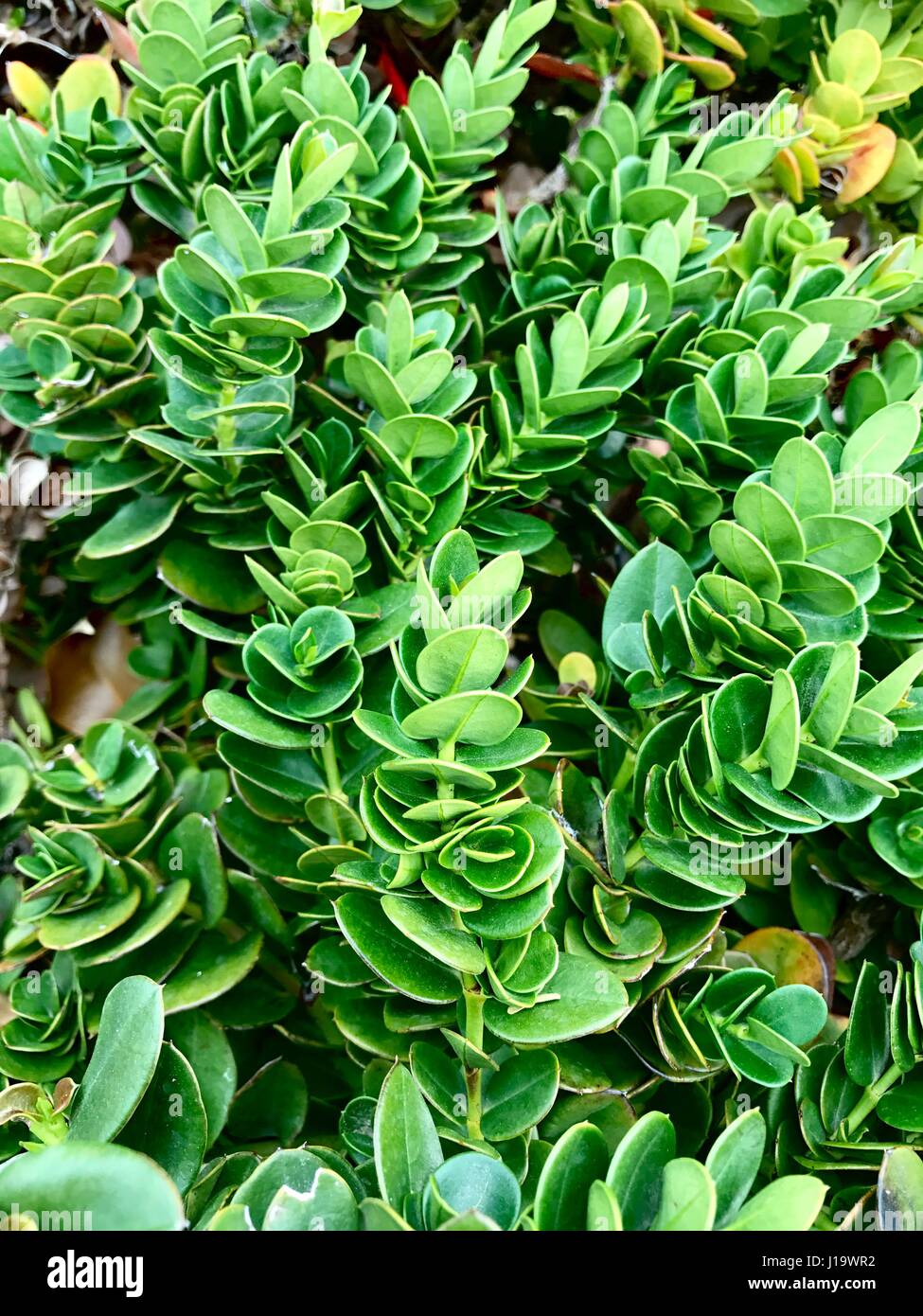 Plant Leaves Spiral Stock Photos & Plant Leaves Spiral Stock Images - Alamy