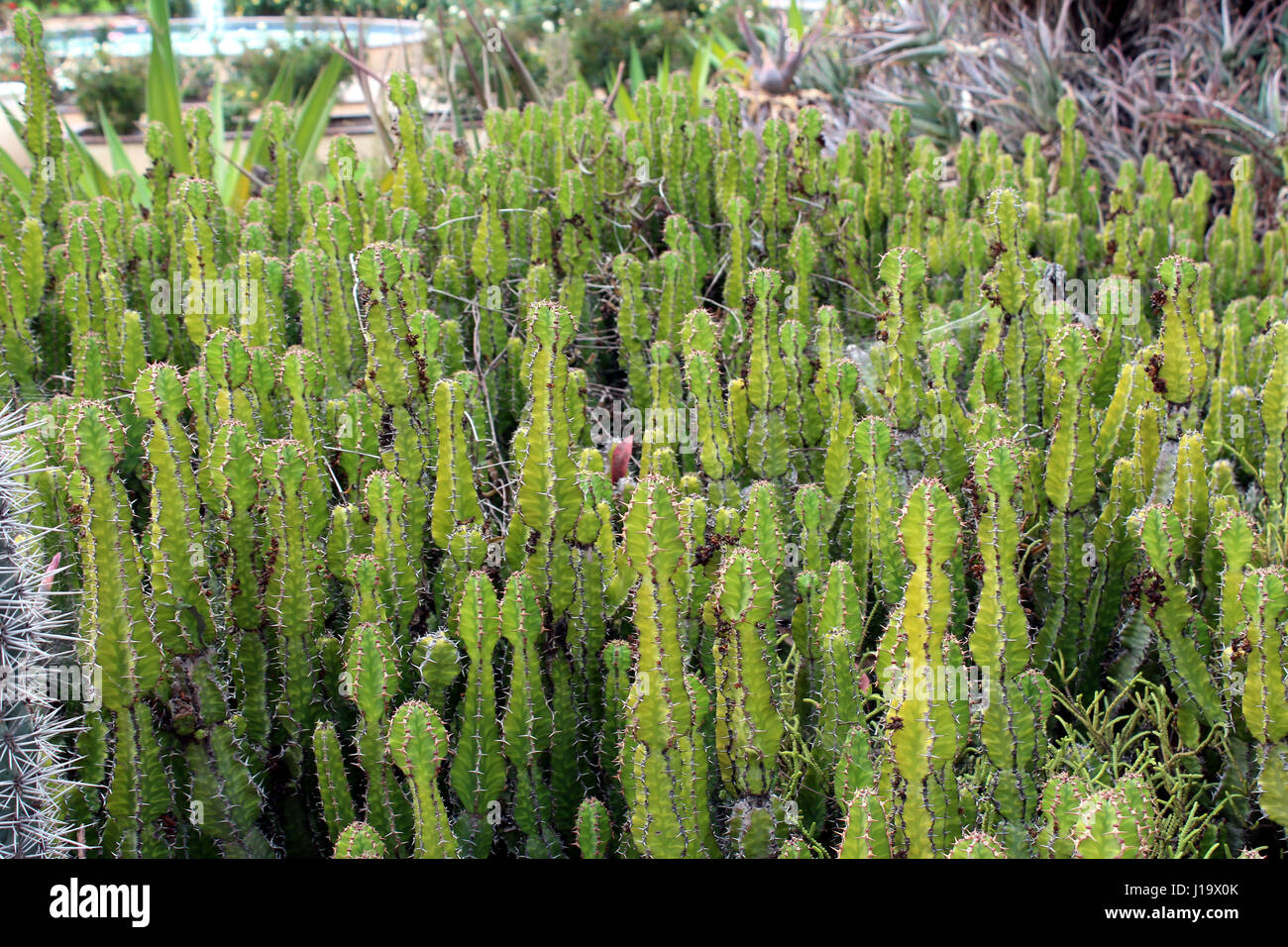 Large cluster of single species of cacti at the Desert Garden in Balboa