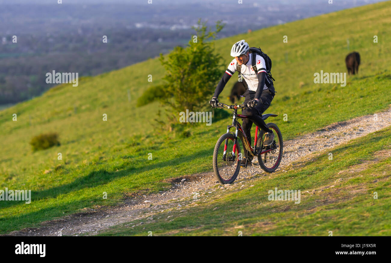 Man taking an evening cycle ride along the hills of the South Downs in England, UK. Stock Photo
