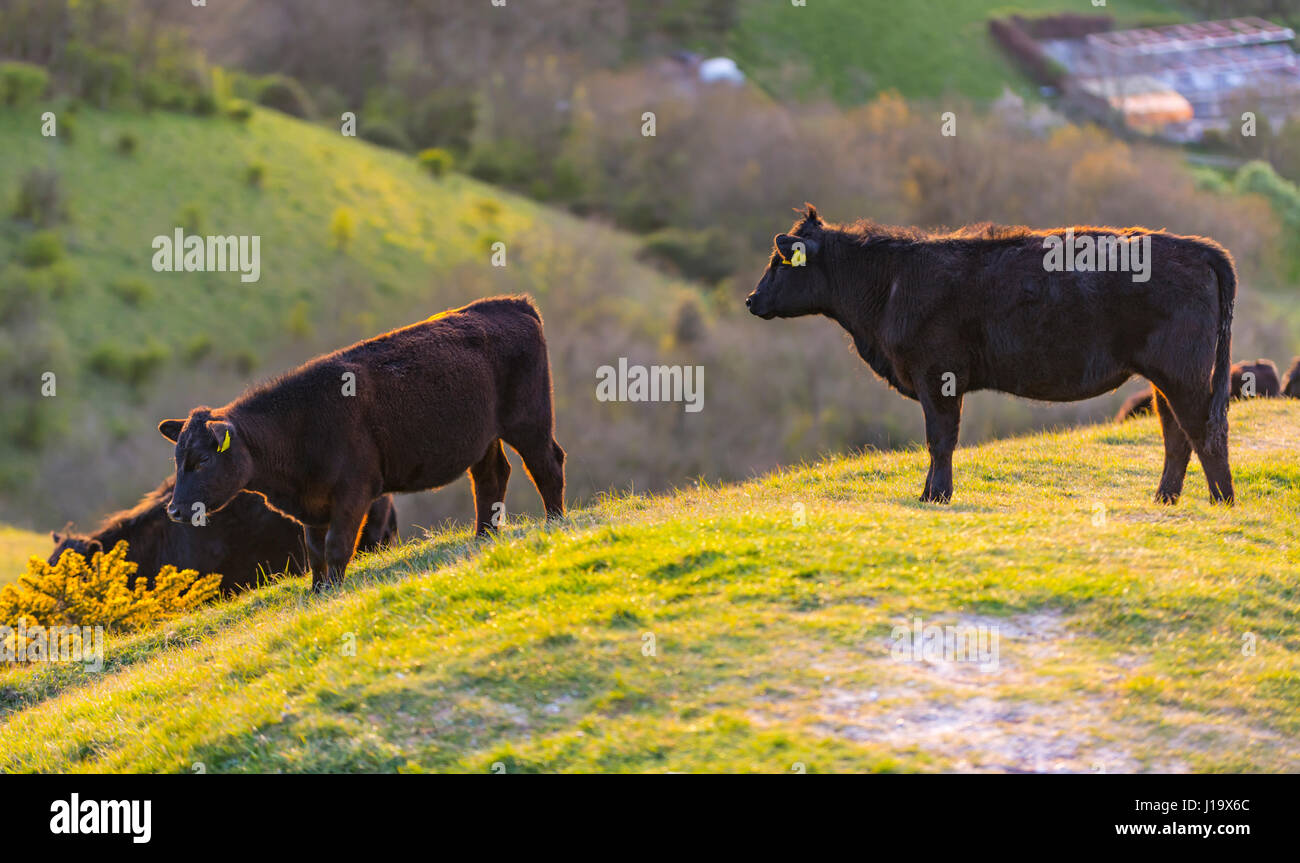Small herd of cows standing on a hill in the light evening in the British countryside. Stock Photo