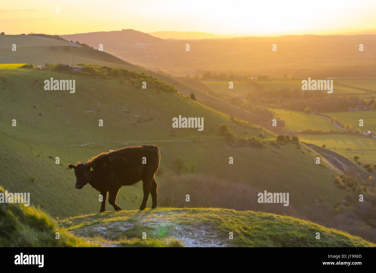 Side view of a single cow standing alone on a hill in the British countryside in evening light, as the sun goes down. Stock Photo