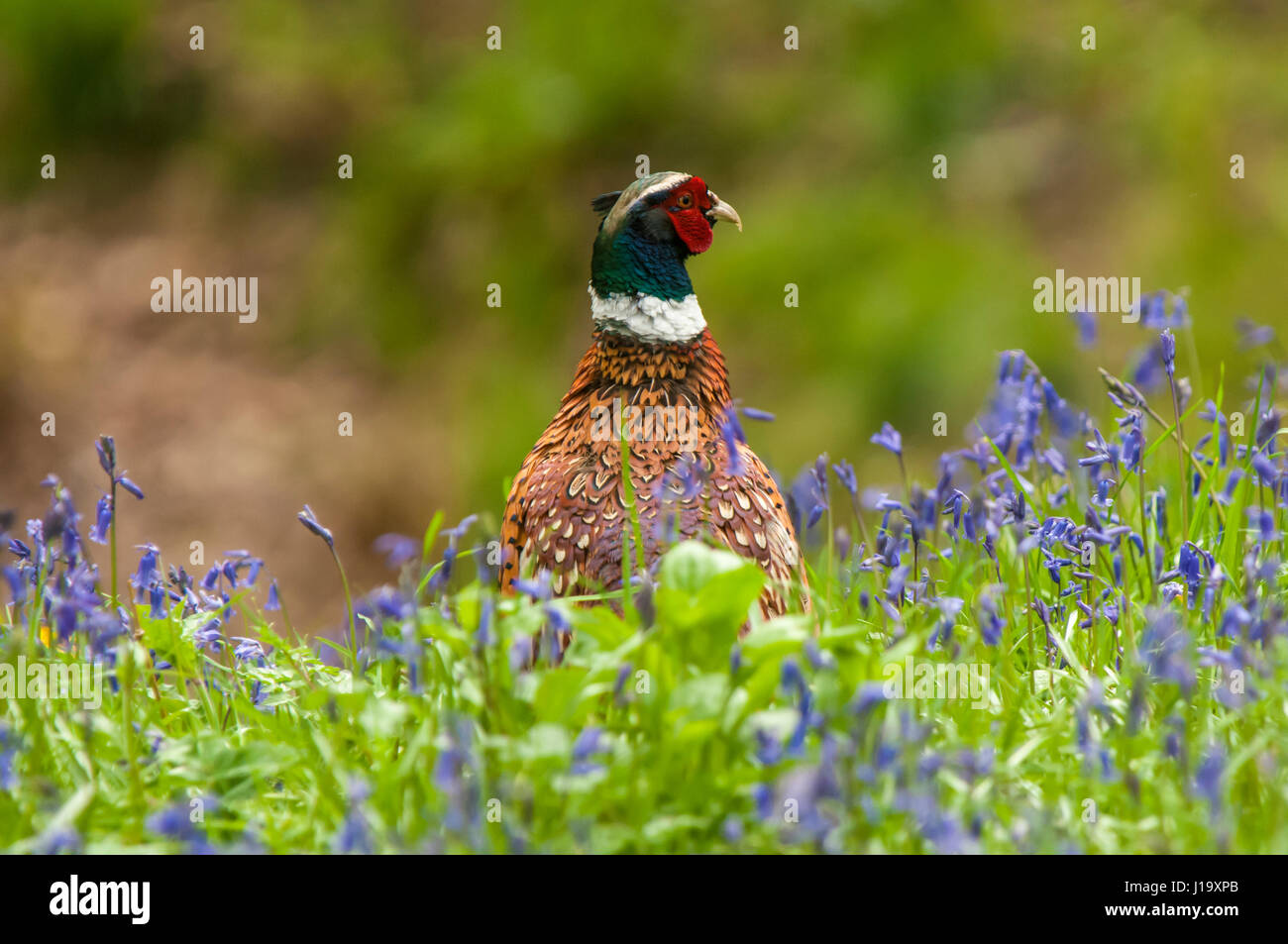 A male common, or ring-necked, pheasant (Phasianus colchicus) standing in a bluebell patch Stock Photo