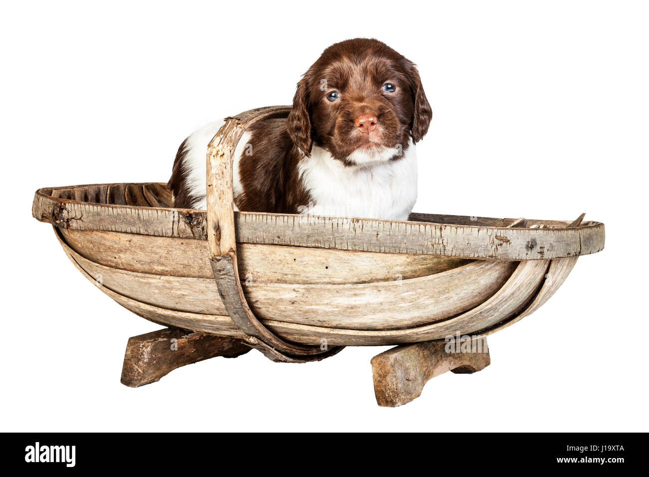 A 4 week old liver and white English Springer Spaniel puppy in a trug Stock Photo