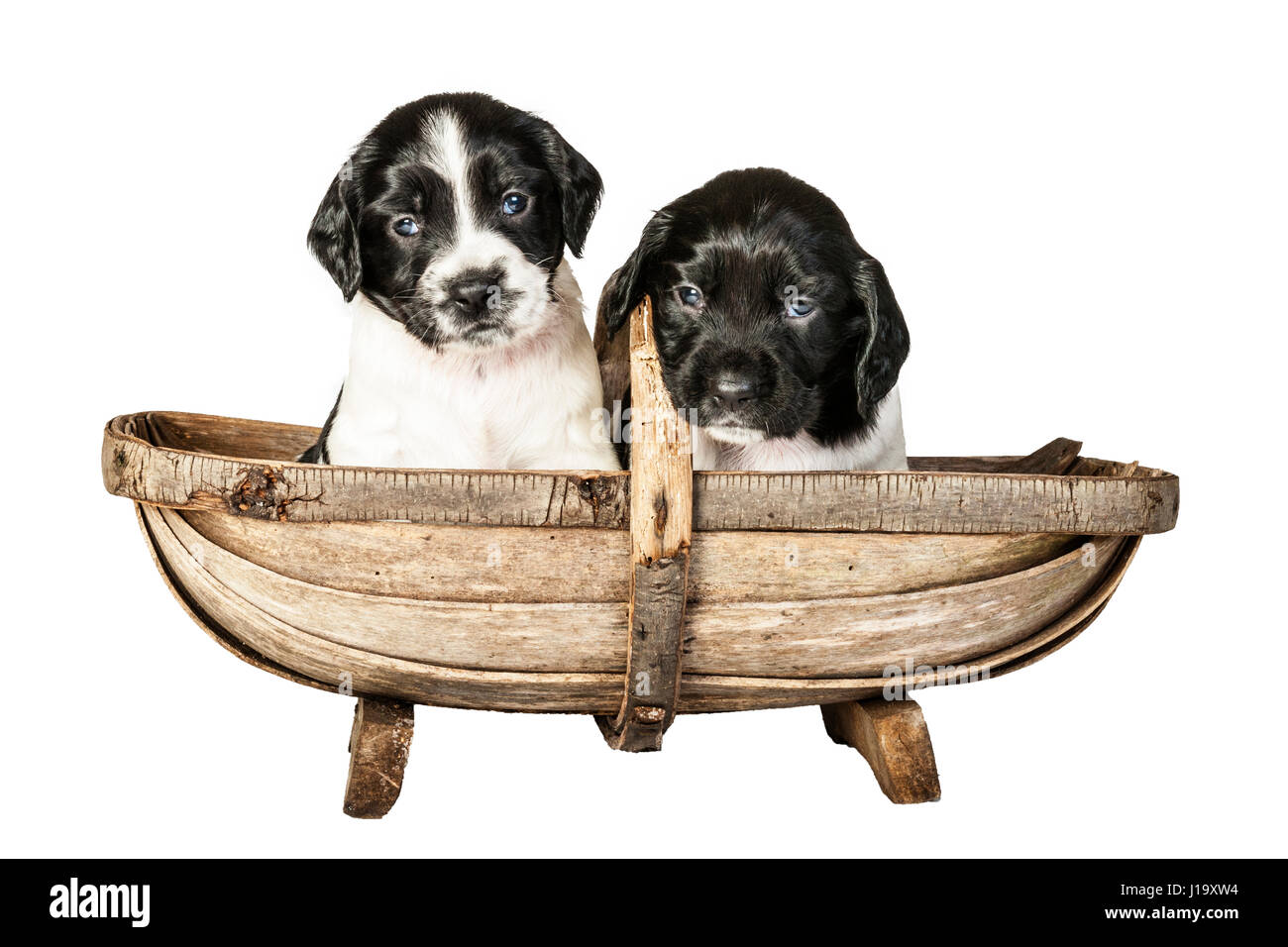 Two 4 week old black and white English Springer Spaniel puppys in a trug Stock Photo