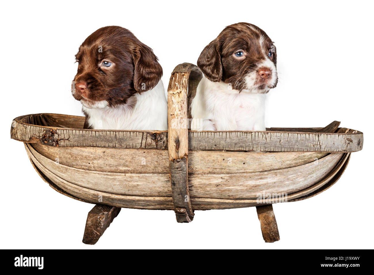 Two 4 week old liver and white English Springer Spaniel puppys in a trug Stock Photo