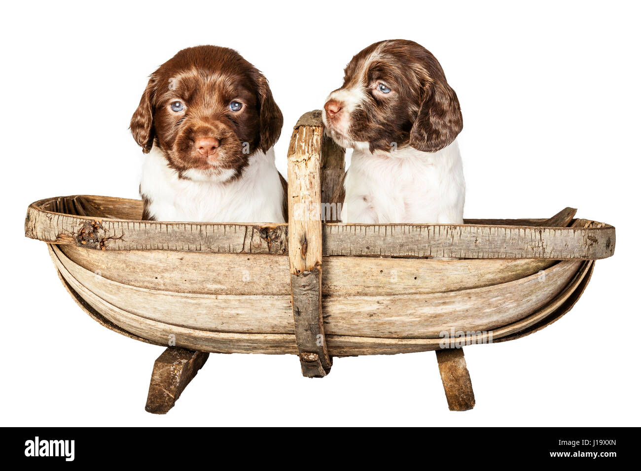Two 4 week old liver and white English Springer Spaniel puppys in a trug Stock Photo
