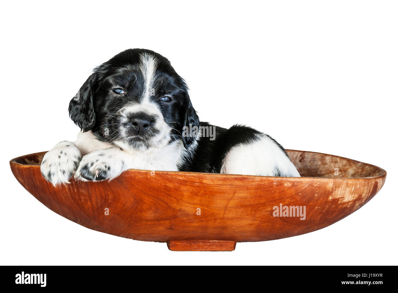 A 4 week old black and white English Springer Spaniel puppy in a basket Stock Photo