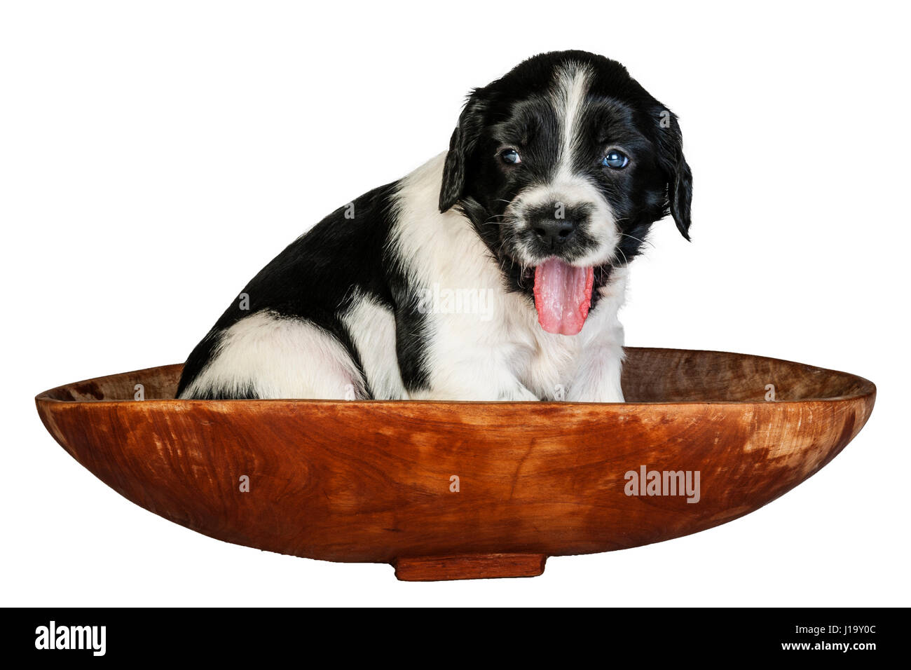 A 4 week old black and white English Springer Spaniel puppy in a basket Stock Photo