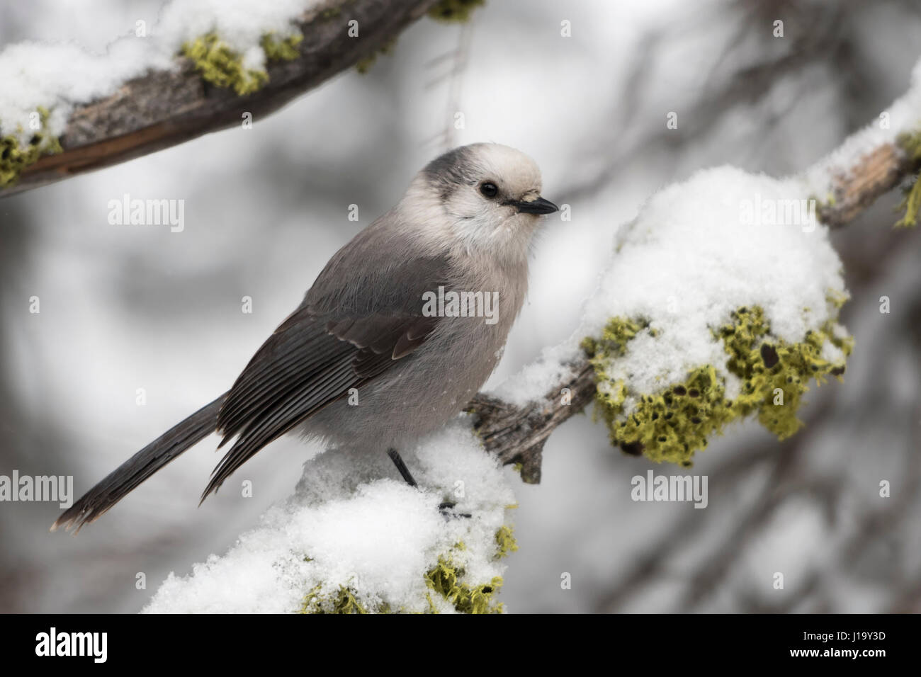 Grey jay / Meisenhaeher ( Perisoreus canadensis ) in winter, perching on a snow covered branch, Yellowstone NP, Montana, USA. Stock Photo