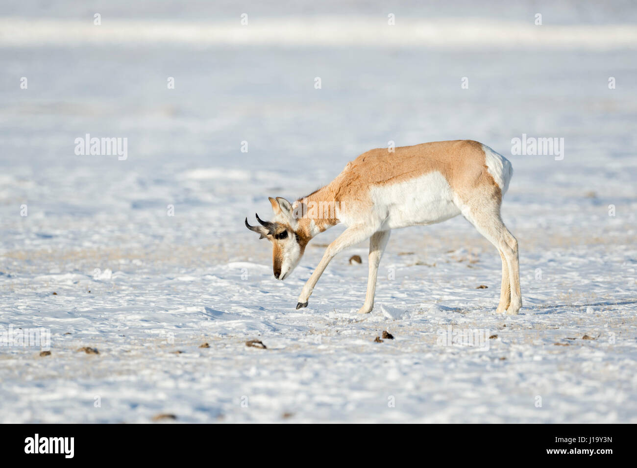 Pronghorn / Gabelbock ( Antilocapra americana ) / Gabelantilope, in winter, snow, searching for food, Yellowstone NP, Montana, USA. Stock Photo