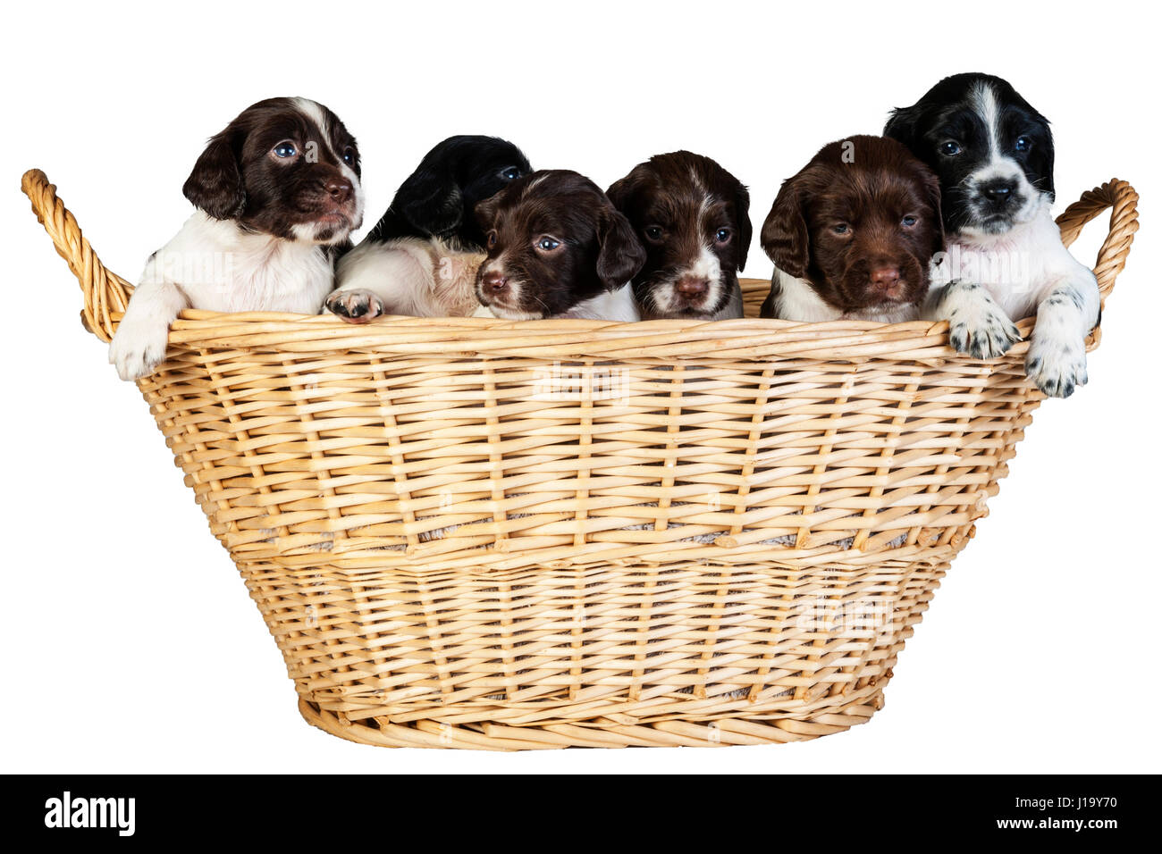 Several 4 week old English Springer Spaniel puppys in a wicker basket Stock Photo