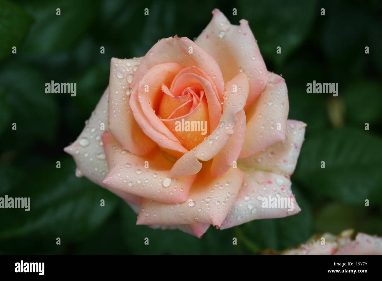 Beautiful pink rose with raindrops in the garden Stock Photo - Alamy