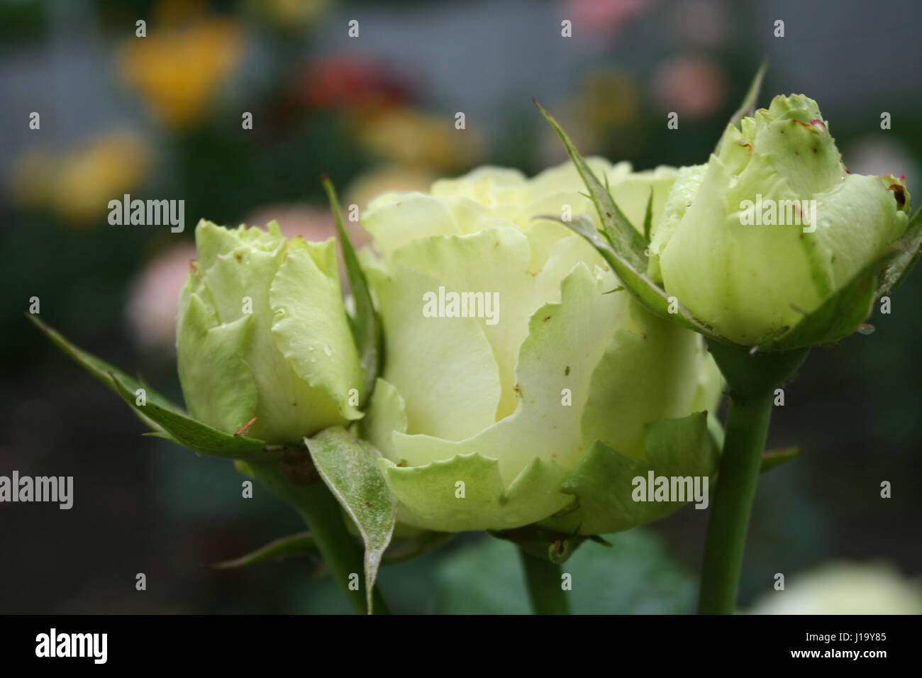 Rainy Roses Stock Photos Rainy Roses Stock Images Alamy