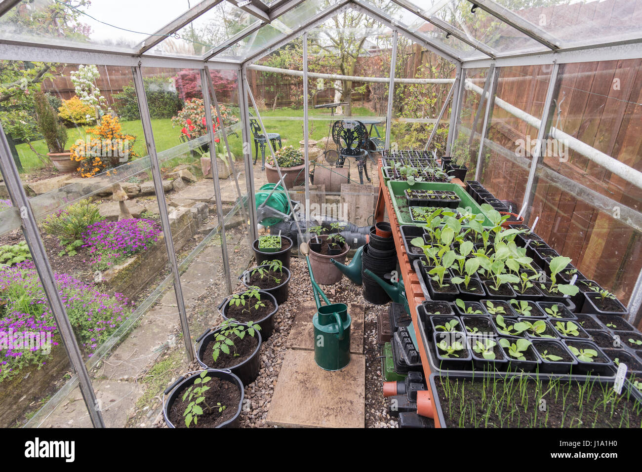 An amateur gardener's greenhouse full of young plants in the spring, England, UK Stock Photo