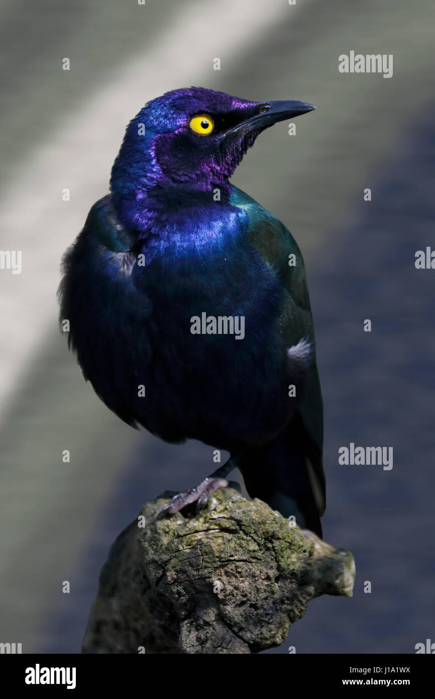 Purple Glossy Starling (lamprotornis purpureus) Stock Photo