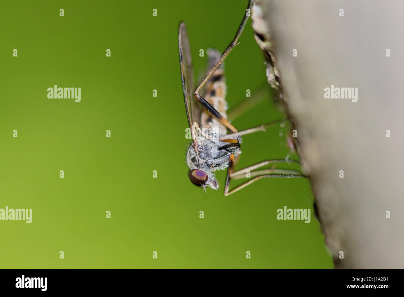 Snipe Fly on green Background  - Rhagionidae Stock Photo