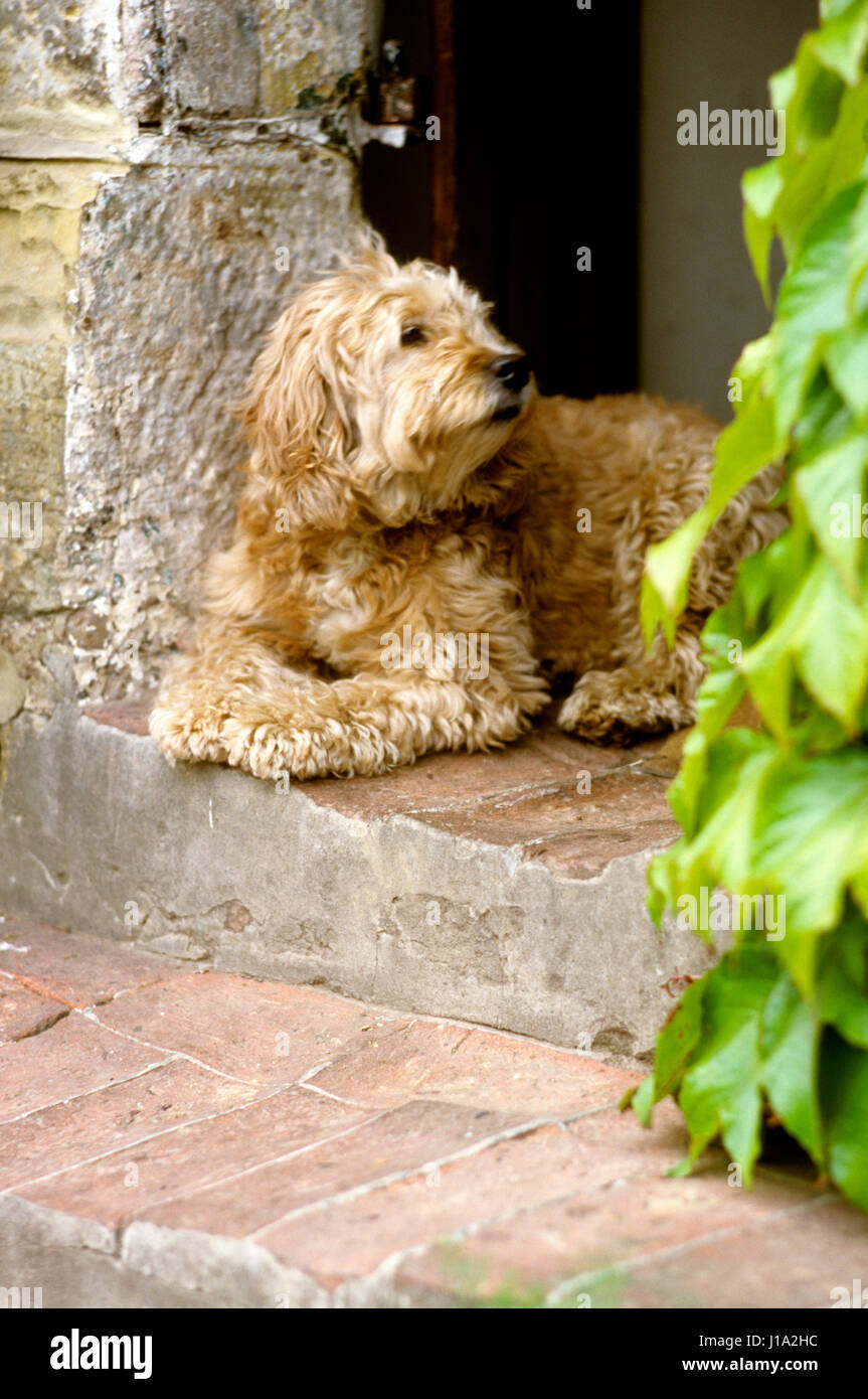 Dog sitting in doorway. Stock Photo