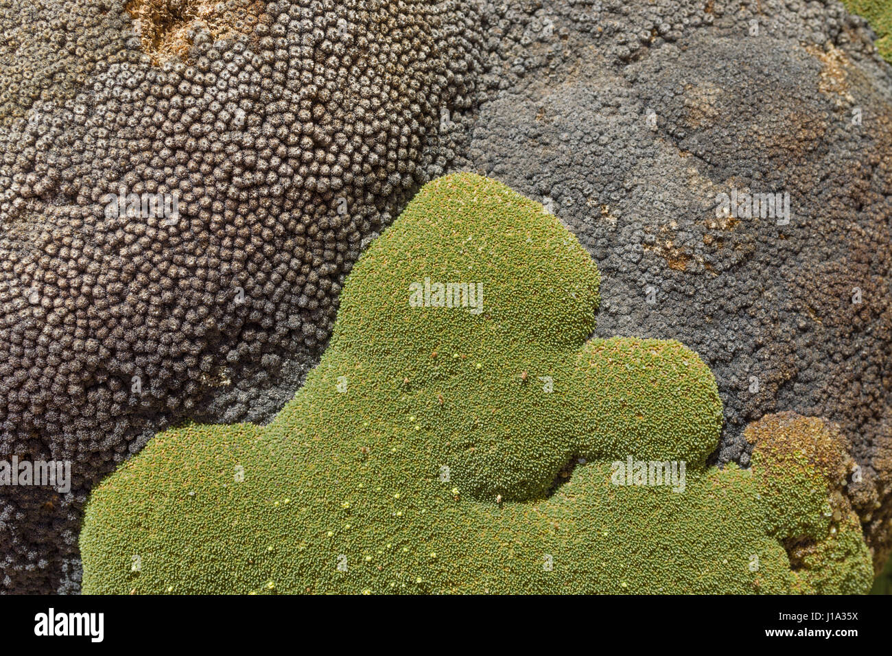 Yareta (Azorella compacta) is a flowering plant growing in high altidute of  the Andes looking like a sweet comic figure with a big nose Stock Photo -  Alamy