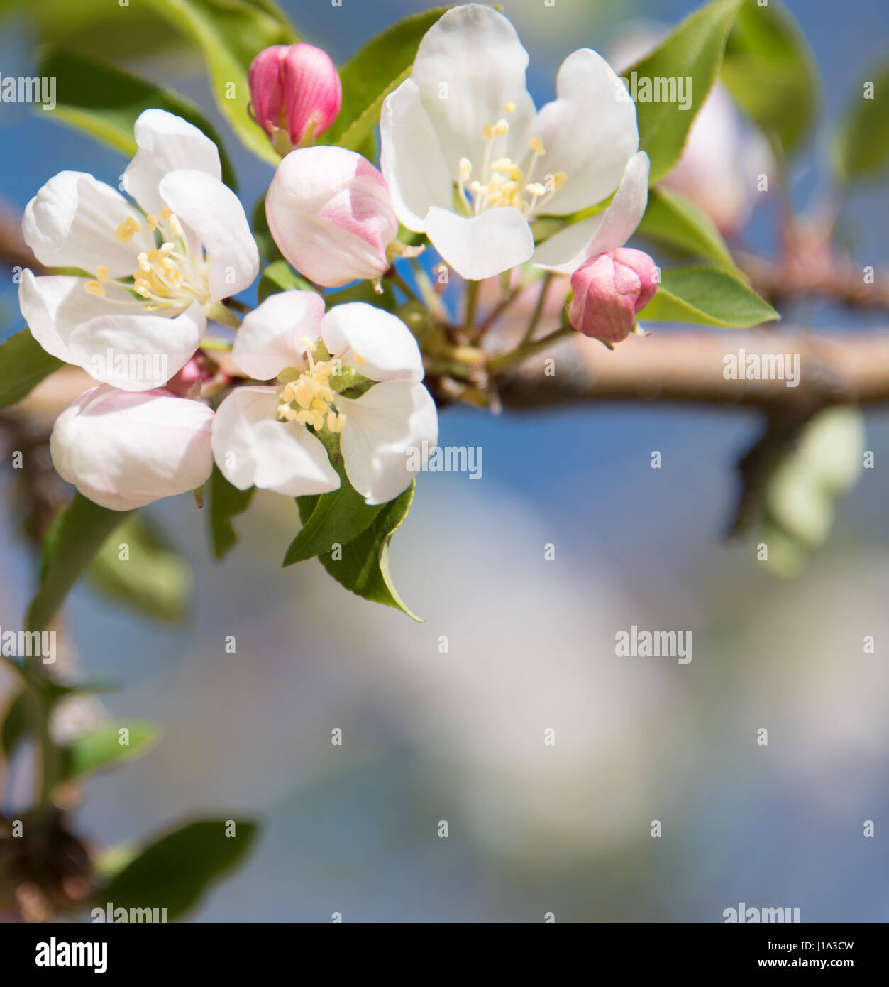 Blooming Apple Tree Branch With A Natural Blurry Background Pink And White Flowers Spring Time Closeup Vertical Layout Copy Space Stock Photo Alamy Blooming Apple Tree Branch With A Natural Blurry Background Pink And White Flowers Spring Time Closeup Vertical Layout Copy Space Stock Photo Alamy