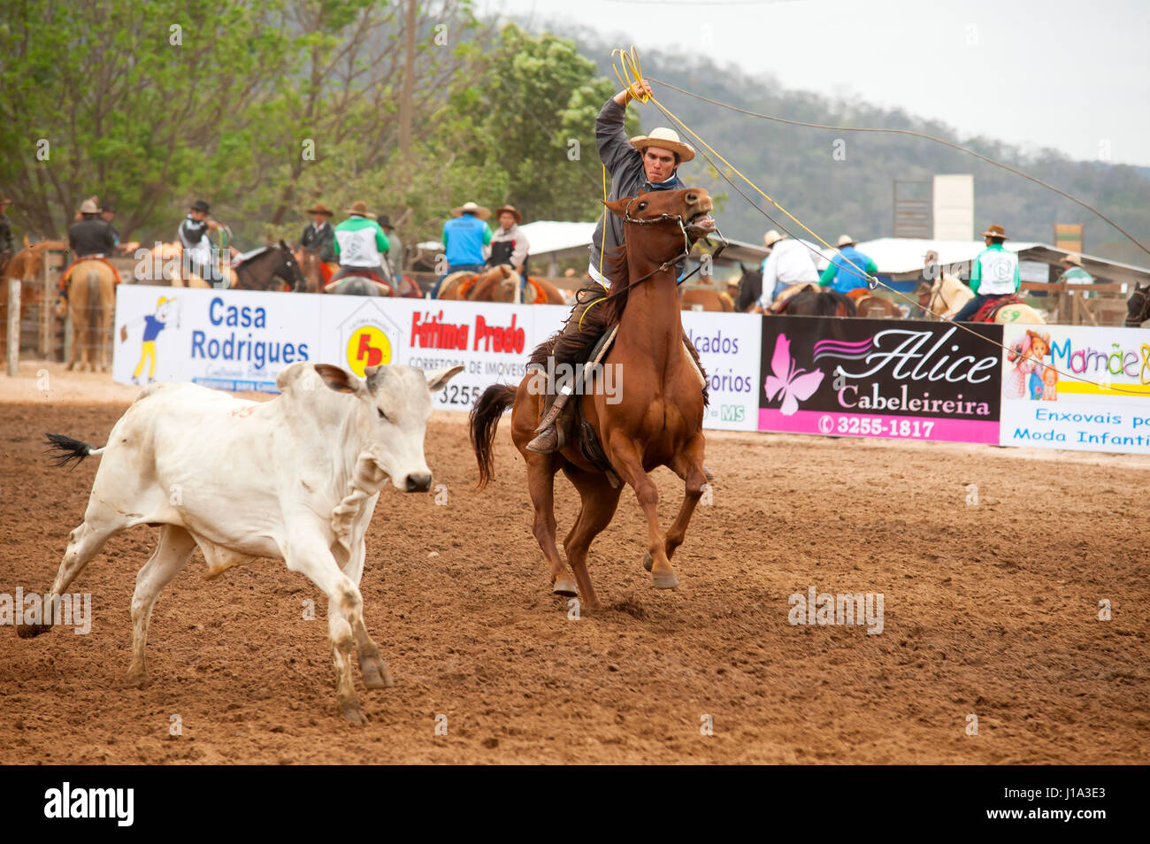 Cowboys trying to lace a cow on a Rodeo, a popular pastime in Mato ...