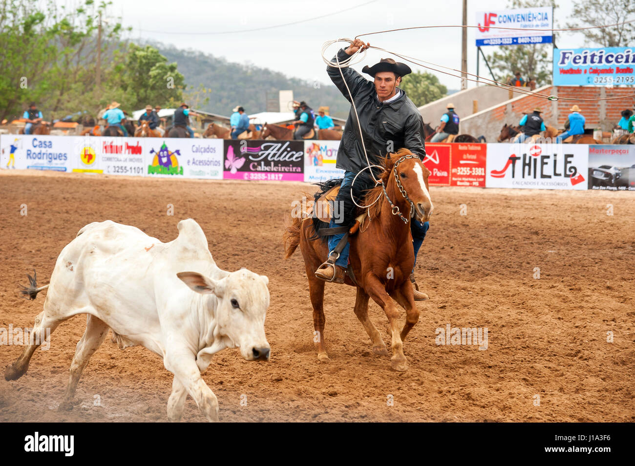 Cowboys trying to lace a cow on a Rodeo, a popular pastime in Mato ...