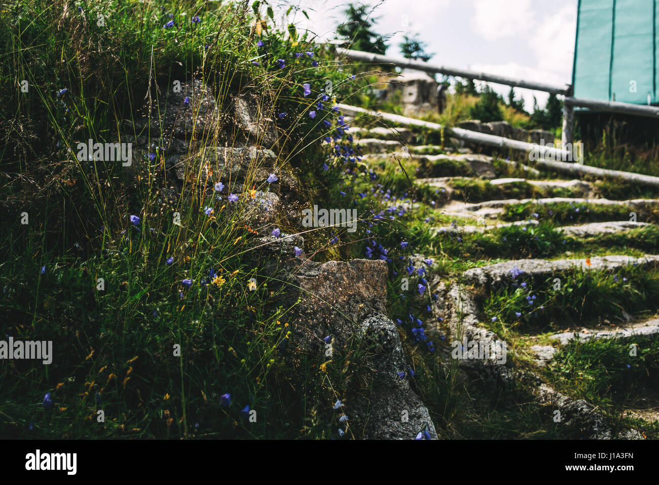 Mountain flowers growing on rocks next to rock steps from a mountain trail. Stock Photo