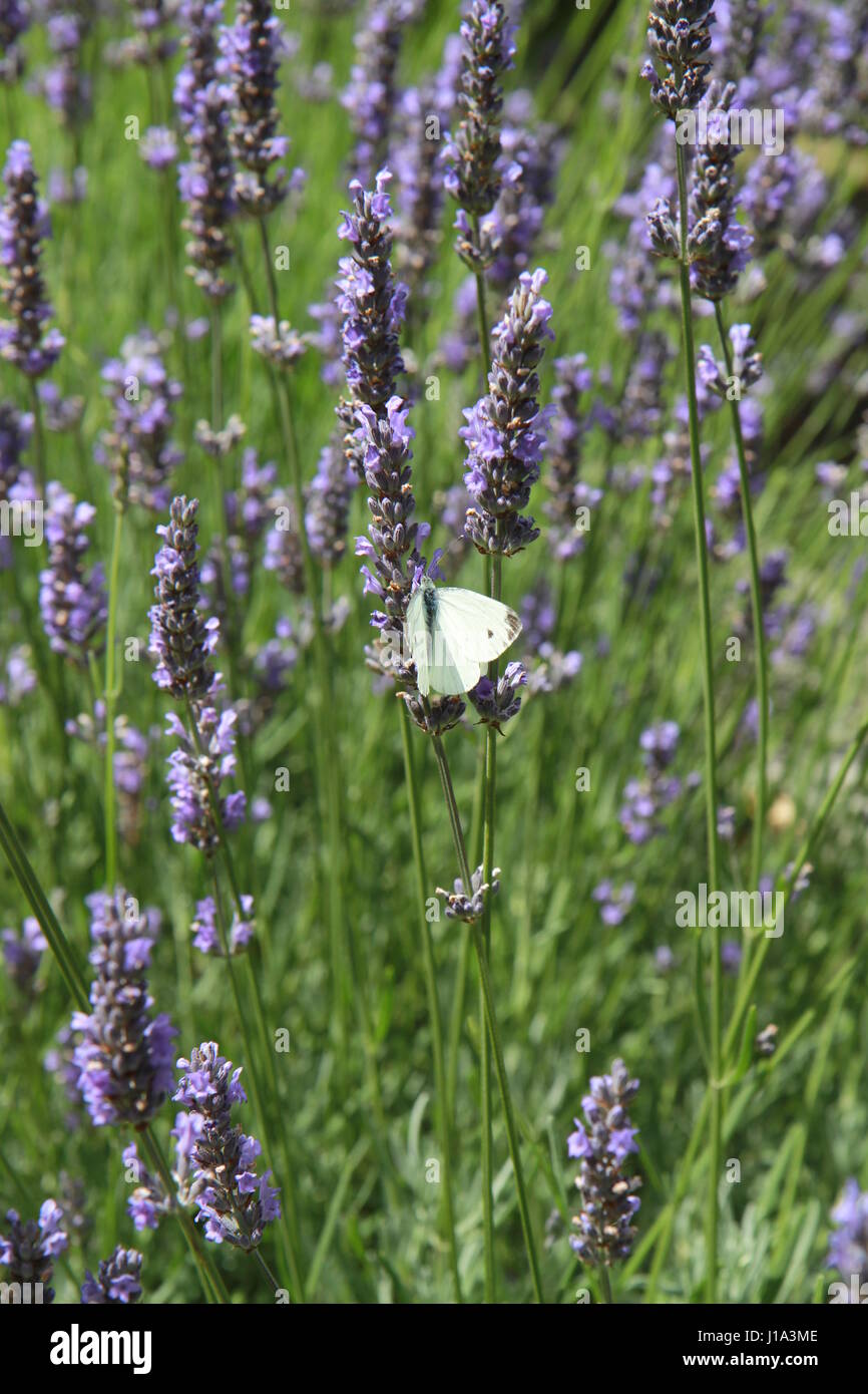 Lavender, English Garden, Dorset, UK Stock Photo