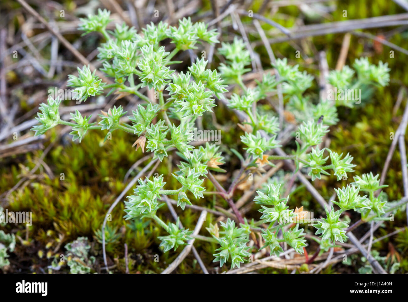 German knotweed (Scleranthus annuus) growth Stock Photo