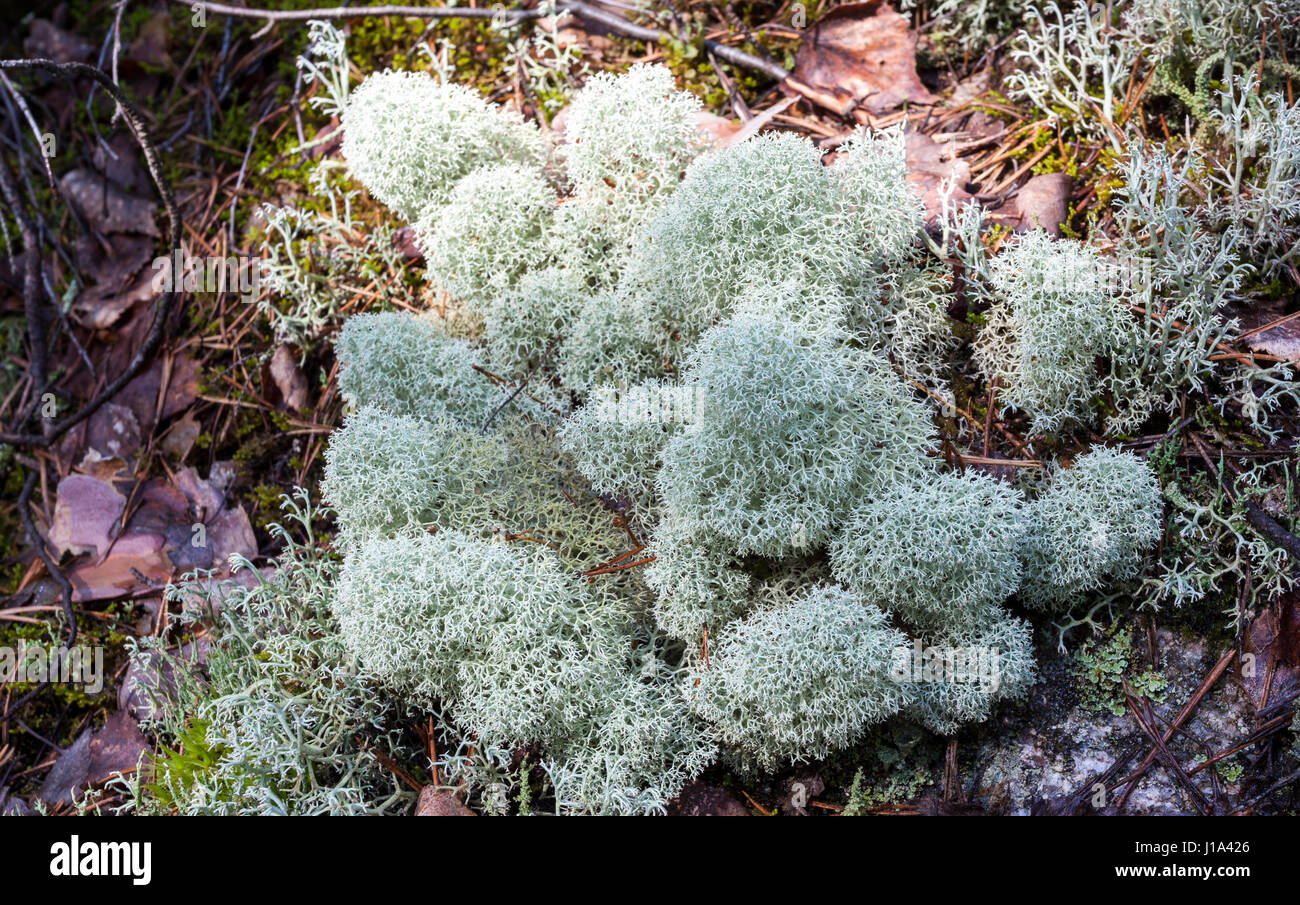 Cladonia stellaris cup lichen Stock Photo