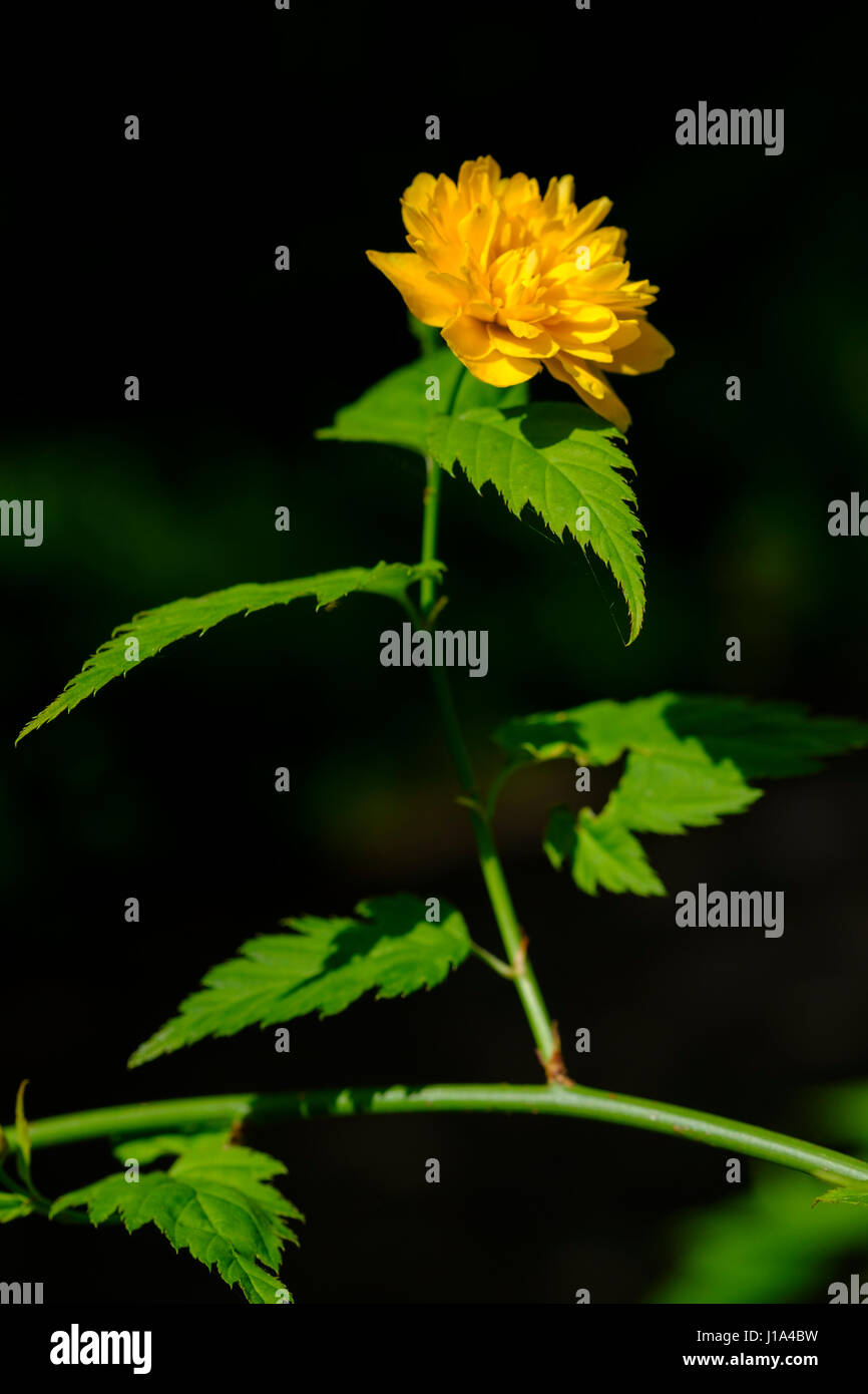 Kerria japonica plenflora or jew's mantle. A medium sized shrub with bright orange flowers in spring. This is a close up shot of a single flower head Stock Photo