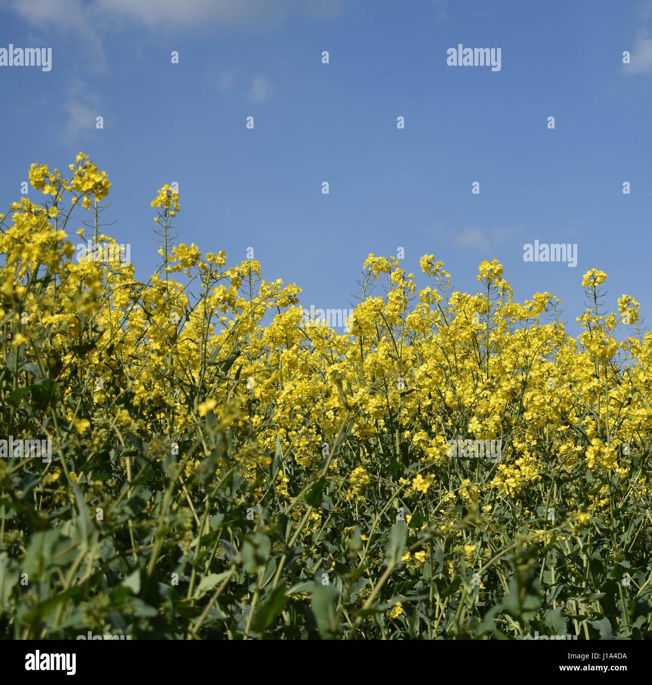 Rapeseed canola field with blue sky in norfolk england in bloom Stock Photo