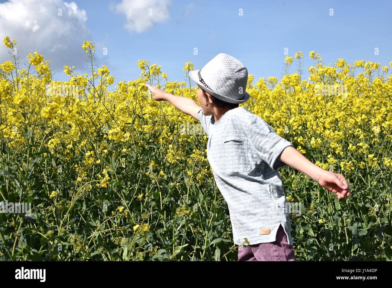 9 year old boy in rapeseed canola field norfolk uk england Stock Photo