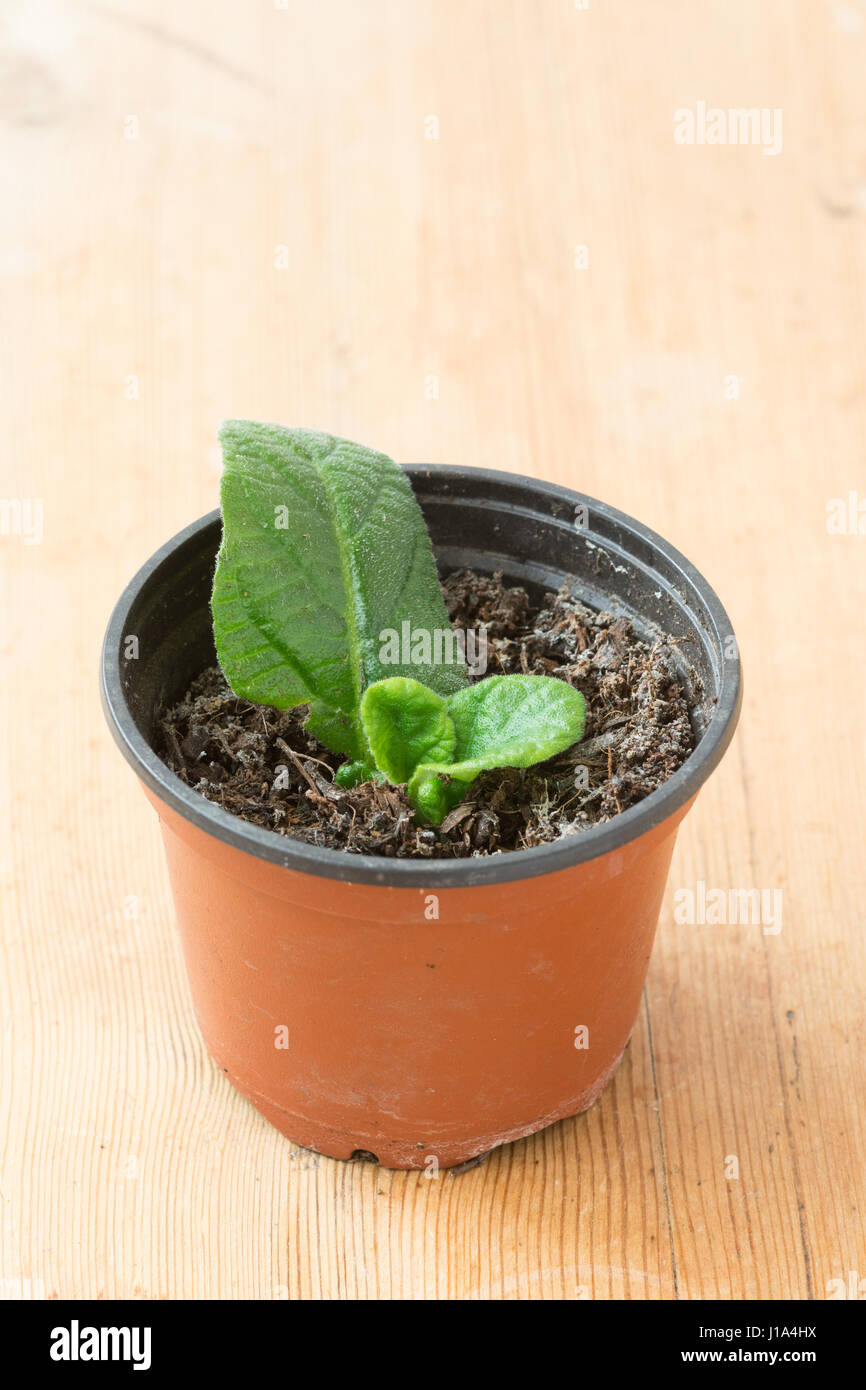 Streptocarpus leaf cutting propagation Stock Photo