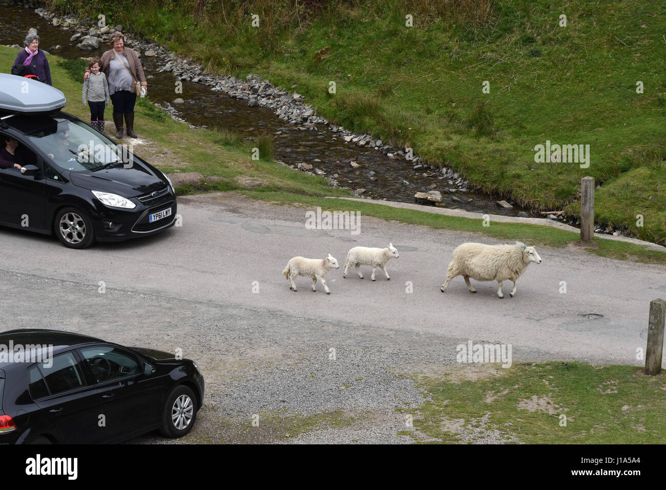Young lambs following mum as motorists in Carding Mill Valley wait patiently for them to cross the road. Stock Photo