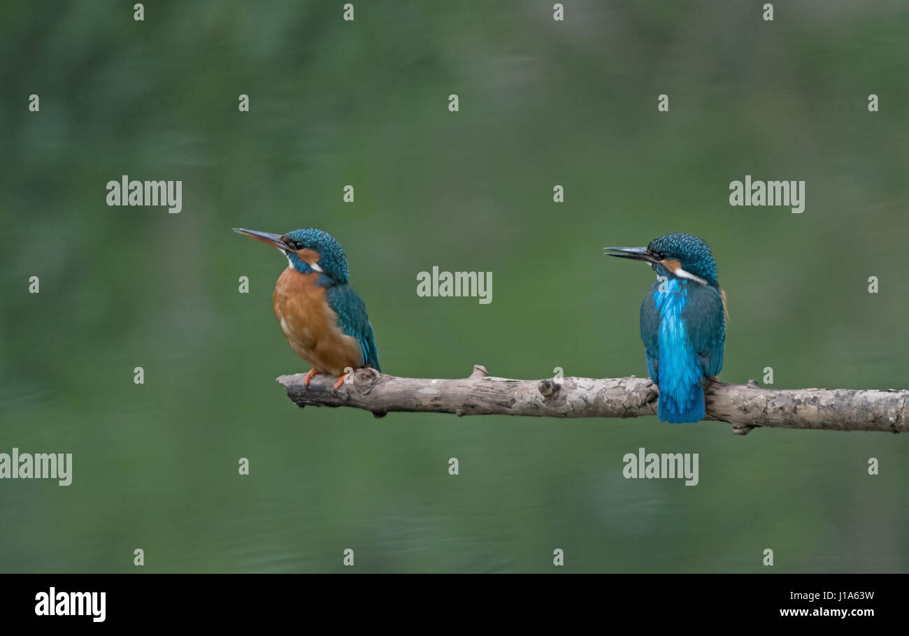Male and female Kingfishers-Alcedo atthis. Uk Stock Photo