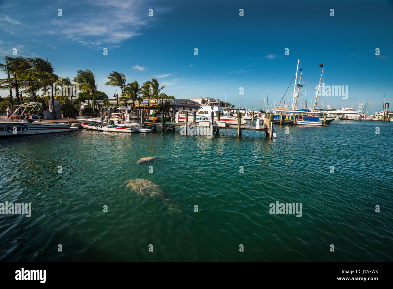 Manatees florida keys hi-res stock photography and images - Alamy