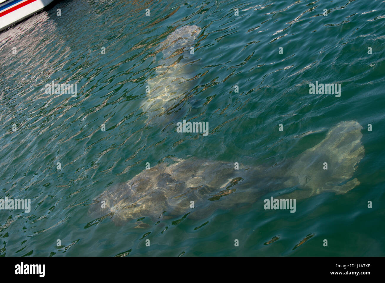 key west manatees in ocean Stock Photo - Alamy