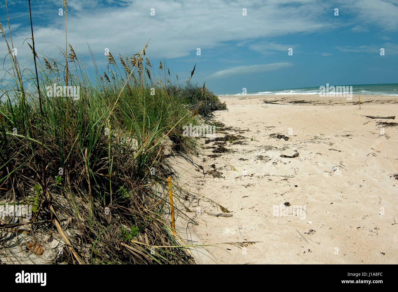beach plants growing in sand Stock Photo Alamy