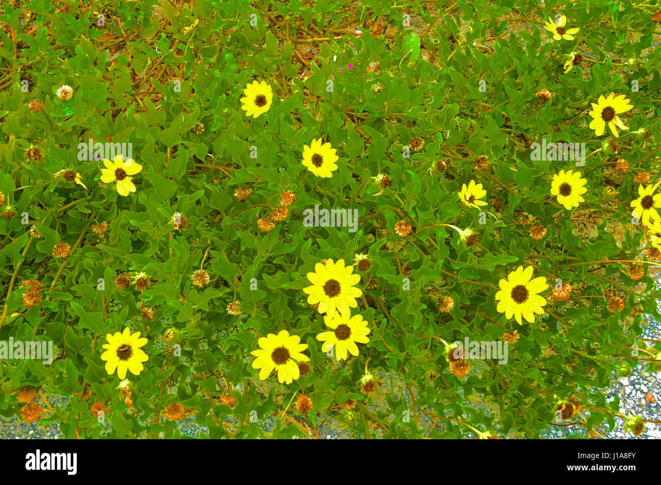 beach plants growing in sand Stock Photo Alamy