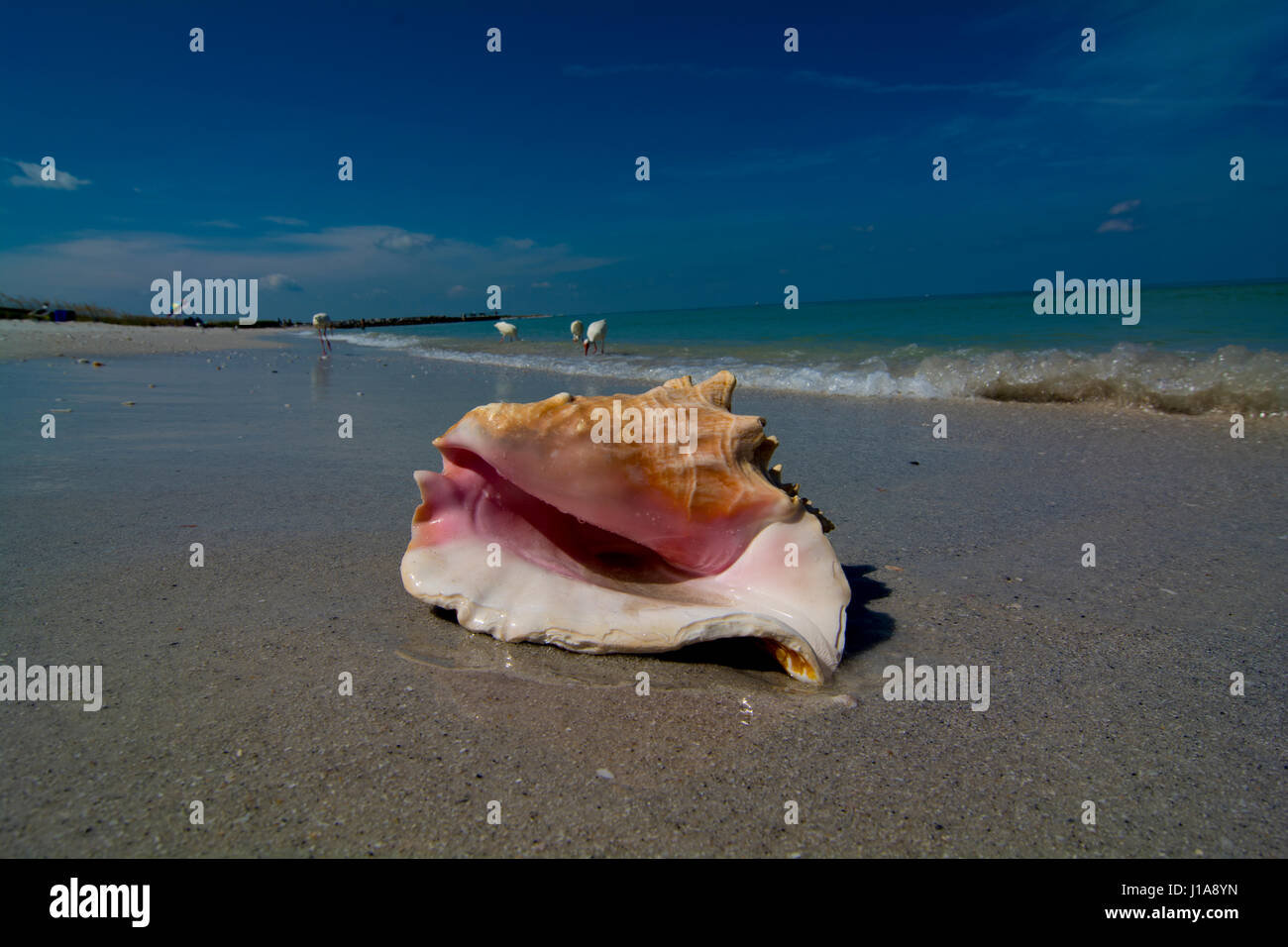 Conch Shell In Water High Resolution Stock Photography and Images - Alamy