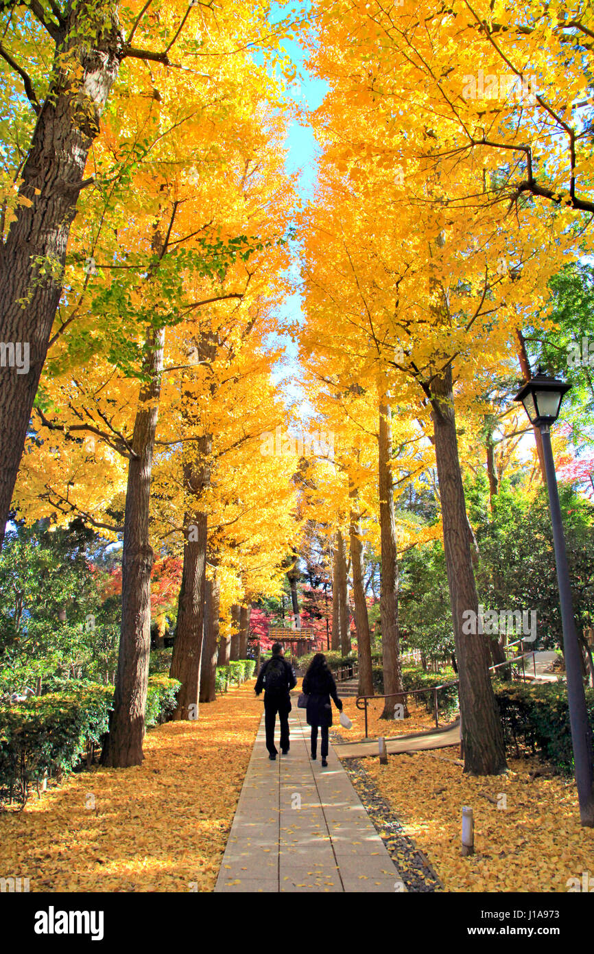 Avenue Of Ginkgo Trees In Autumn At Otaguro Koen Park Suginami Tokyo Stock Photo Alamy Avenue Of Ginkgo Trees In Autumn At Otaguro Koen Park Suginami Tokyo Stock Photo Alamy