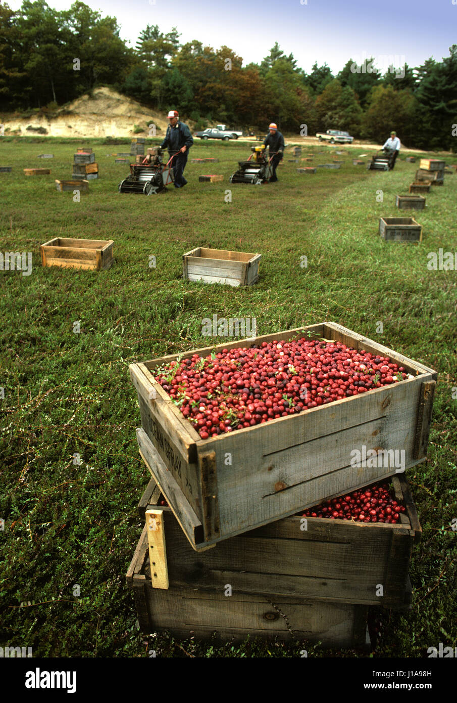 Harvesting Cranberries in Carver, Massachusetts Dry Harvesting Stock